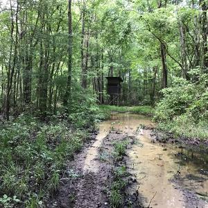 Photo of UNDER CONTRACT!  185 Acres of Hunting Land for Sale in Johnston County NC!