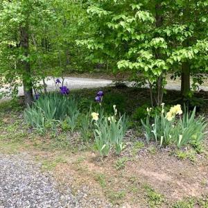 Photo of SOLD!  25 Acres of Hunting and Residential Land For Sale in Lunenburg County VA!