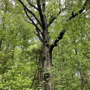 Photo of SOLD!  25 Acres of Hunting and Residential Land For Sale in Lunenburg County VA!