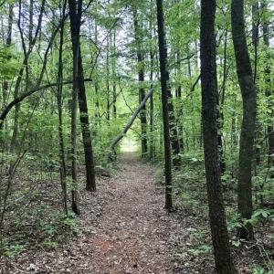 Photo of SOLD!  25 Acres of Hunting and Residential Land For Sale in Lunenburg County VA!