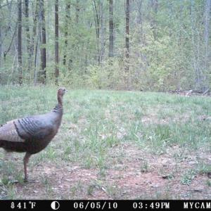 Photo of SOLD!  25 Acres of Hunting and Residential Land For Sale in Lunenburg County VA!
