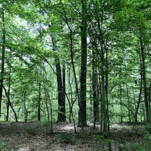 Photo of SOLD!  25 Acres of Hunting and Residential Land For Sale in Lunenburg County VA!