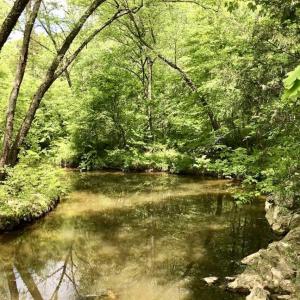 Photo of SOLD!  25 Acres of Hunting and Residential Land For Sale in Lunenburg County VA!