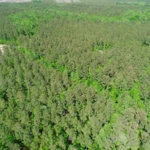 Photo of SOLD!!  20.4 Acres of Hunting and Timber Land For Sale in Jones County NC!