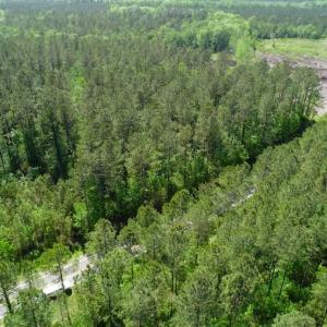 Photo of SOLD!!  20.4 Acres of Hunting and Timber Land For Sale in Jones County NC!