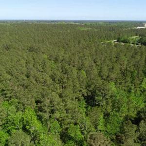 Photo of SOLD!!  20.4 Acres of Hunting and Timber Land For Sale in Jones County NC!