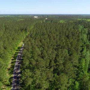 Photo of SOLD!!  20.4 Acres of Hunting and Timber Land For Sale in Jones County NC!