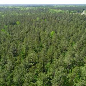 Photo of SOLD!!  20.4 Acres of Hunting and Timber Land For Sale in Jones County NC!