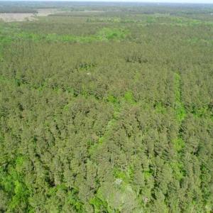 Photo of SOLD!!  20.4 Acres of Hunting and Timber Land For Sale in Jones County NC!
