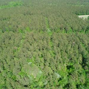 Photo of SOLD!!  20.4 Acres of Hunting and Timber Land For Sale in Jones County NC!