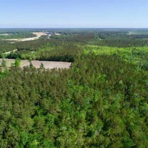 Photo of SOLD!!  20.4 Acres of Hunting and Timber Land For Sale in Jones County NC!