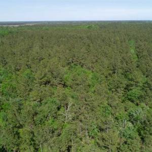 Photo of SOLD!!  20.4 Acres of Hunting and Timber Land For Sale in Jones County NC!