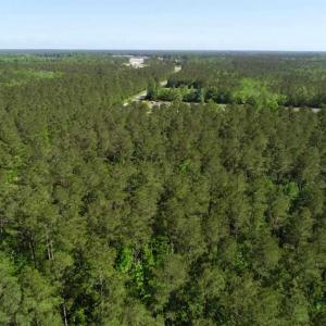 Photo of SOLD!!  20.4 Acres of Hunting and Timber Land For Sale in Jones County NC!