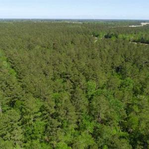 Photo of SOLD!!  20.4 Acres of Hunting and Timber Land For Sale in Jones County NC!