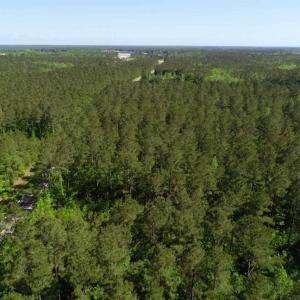 Photo of SOLD!!  20.4 Acres of Hunting and Timber Land For Sale in Jones County NC!