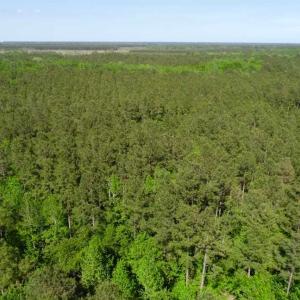 Photo of SOLD!!  20.4 Acres of Hunting and Timber Land For Sale in Jones County NC!