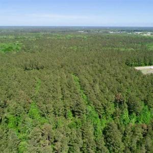 Photo of SOLD!!  20.4 Acres of Hunting and Timber Land For Sale in Jones County NC!