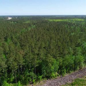 Photo of SOLD!!  20.4 Acres of Hunting and Timber Land For Sale in Jones County NC!