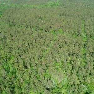 Photo of SOLD!!  20.4 Acres of Hunting and Timber Land For Sale in Jones County NC!