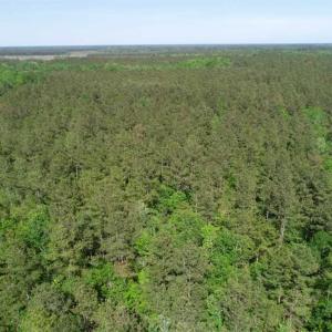 Photo of SOLD!!  20.4 Acres of Hunting and Timber Land For Sale in Jones County NC!