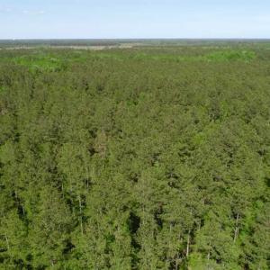 Photo of SOLD!!  20.4 Acres of Hunting and Timber Land For Sale in Jones County NC!