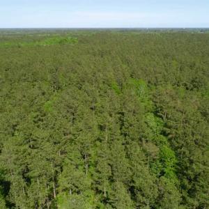 Photo of SOLD!!  20.4 Acres of Hunting and Timber Land For Sale in Jones County NC!