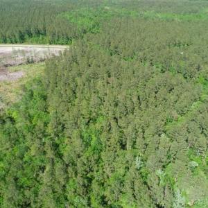 Photo of SOLD!!  20.4 Acres of Hunting and Timber Land For Sale in Jones County NC!