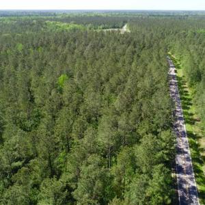 Photo of SOLD!!  20.4 Acres of Hunting and Timber Land For Sale in Jones County NC!
