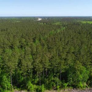 Photo of SOLD!!  20.4 Acres of Hunting and Timber Land For Sale in Jones County NC!