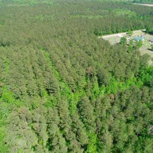 Photo of SOLD!!  20.4 Acres of Hunting and Timber Land For Sale in Jones County NC!