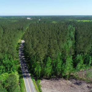 Photo of SOLD!!  20.4 Acres of Hunting and Timber Land For Sale in Jones County NC!