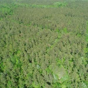 Photo of SOLD!!  20.4 Acres of Hunting and Timber Land For Sale in Jones County NC!