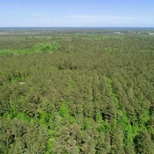 Photo of SOLD!!  20.4 Acres of Hunting and Timber Land For Sale in Jones County NC!