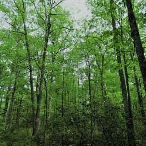 Photo of UNDER CONTRACT!  2 Acre Residential Lot For Sale in Spotsylvania County VA!