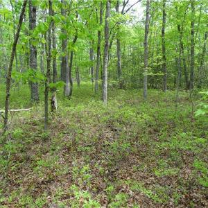 Photo of UNDER CONTRACT!  2 Acre Residential Lot For Sale in Spotsylvania County VA!