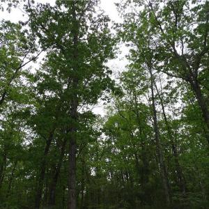Photo of UNDER CONTRACT!  2 Acre Residential Lot For Sale in Spotsylvania County VA!