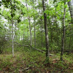 Photo of UNDER CONTRACT!  2 Acre Residential Lot For Sale in Spotsylvania County VA!