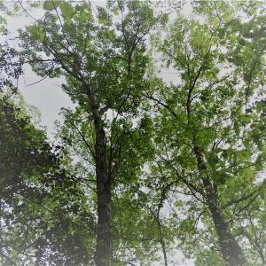 Photo of UNDER CONTRACT!  2 Acre Residential Lot For Sale in Spotsylvania County VA!