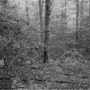 Photo of UNDER CONTRACT!  2 Acre Residential Lot For Sale in Spotsylvania County VA!