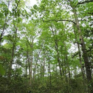 Photo of UNDER CONTRACT!  2 Acre Residential Lot For Sale in Spotsylvania County VA!