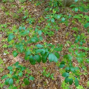 Photo of UNDER CONTRACT!  2 Acre Residential Lot For Sale in Spotsylvania County VA!