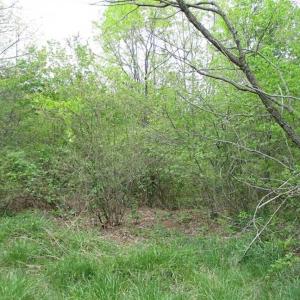 Photo of SOLD!!  42 Acres of Residential and Recreational Land for Sale in Alleghany County VA!