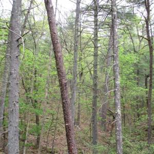 Photo of SOLD!!  42 Acres of Residential and Recreational Land for Sale in Alleghany County VA!