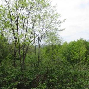 Photo of SOLD!!  42 Acres of Residential and Recreational Land for Sale in Alleghany County VA!