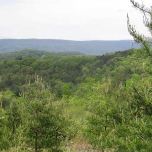 Photo of SOLD!!  42 Acres of Residential and Recreational Land for Sale in Alleghany County VA!