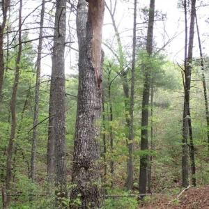 Photo of SOLD!!  42 Acres of Residential and Recreational Land for Sale in Alleghany County VA!