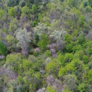 Photo of SOLD!!  42 Acres of Residential and Recreational Land for Sale in Alleghany County VA!
