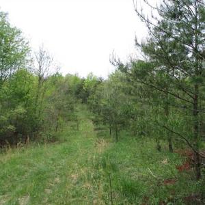 Photo of SOLD!!  42 Acres of Residential and Recreational Land for Sale in Alleghany County VA!