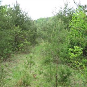 Photo of SOLD!!  42 Acres of Residential and Recreational Land for Sale in Alleghany County VA!