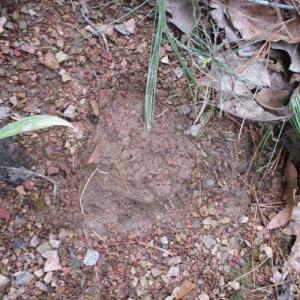 Photo of SOLD!!  42 Acres of Residential and Recreational Land for Sale in Alleghany County VA!